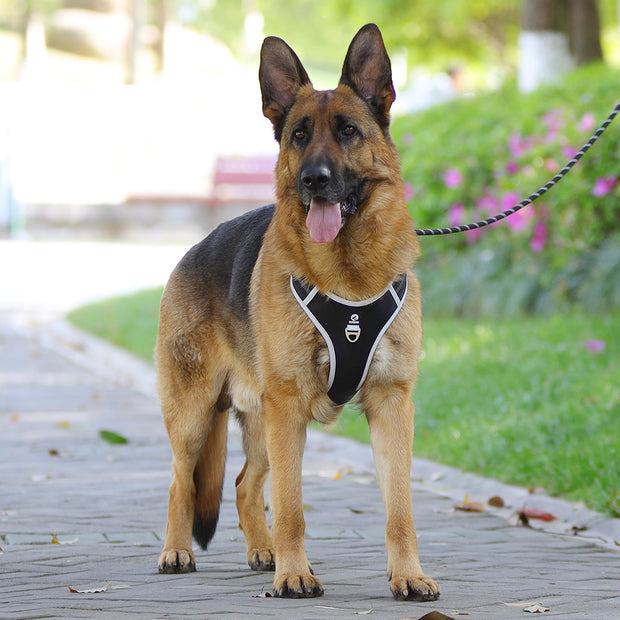 PAWSHIELD NATURAL™ Reflective Mesh Dog Harness & Leash Set — Breathable Comfort & Secure Control
