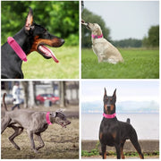 PAWSHIELD™ Tactical Dog Collar